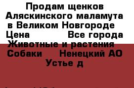 Продам щенков Аляскинского маламута в Великом Новгороде › Цена ­ 5 000 - Все города Животные и растения » Собаки   . Ненецкий АО,Устье д.